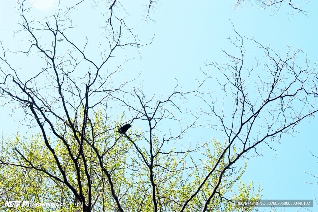 日本枝头飞鸟 春日静谧景象