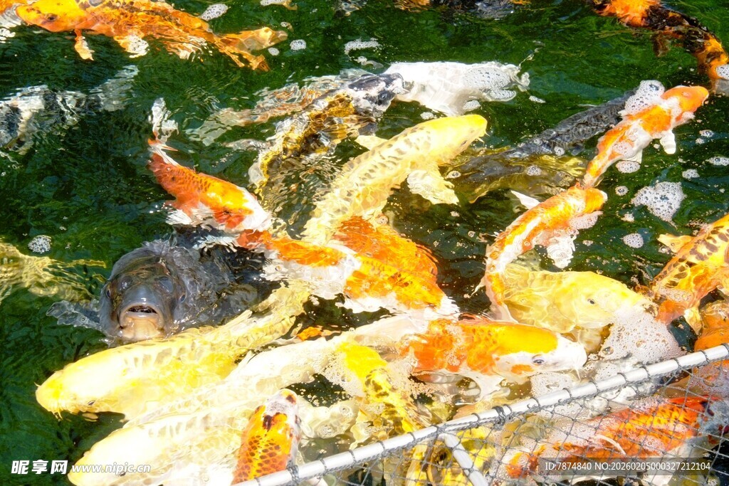 日本池塘中游动的多彩锦鲤