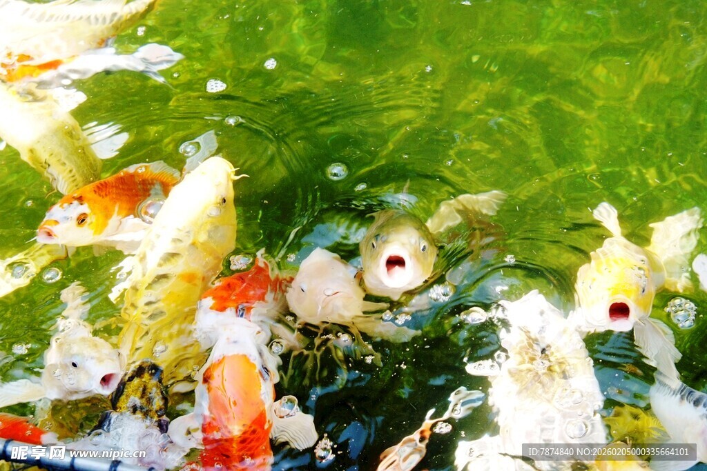 日本池塘中游动的多彩锦鲤鱼