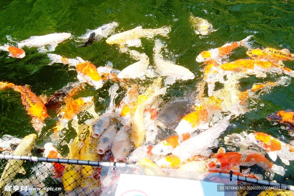 日本池塘中群游的多彩锦鲤