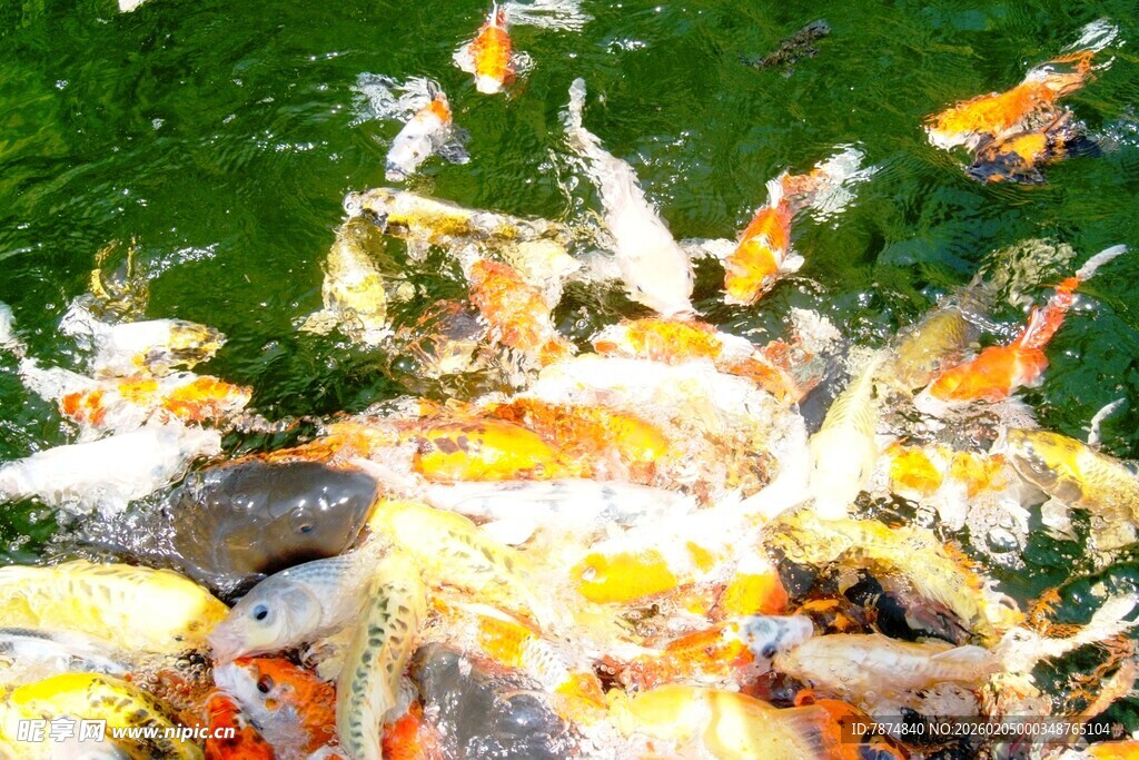日本池塘中群集的多彩观赏鱼