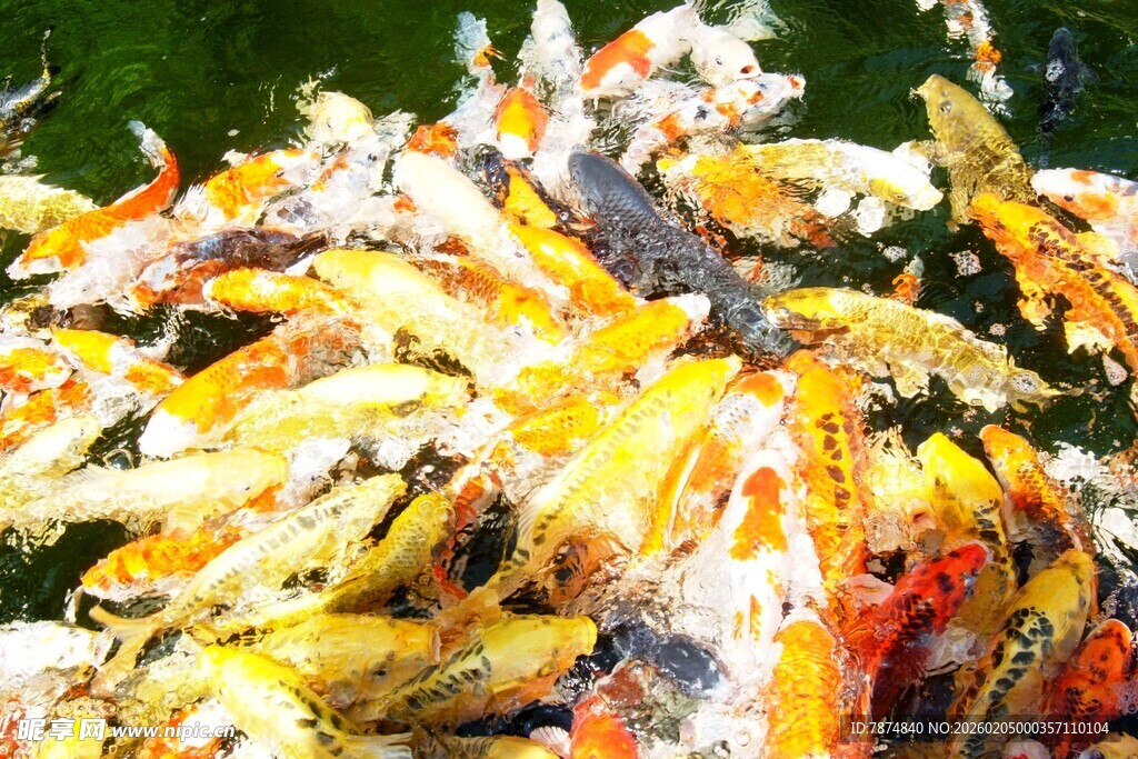 日本多彩锦鲤群聚