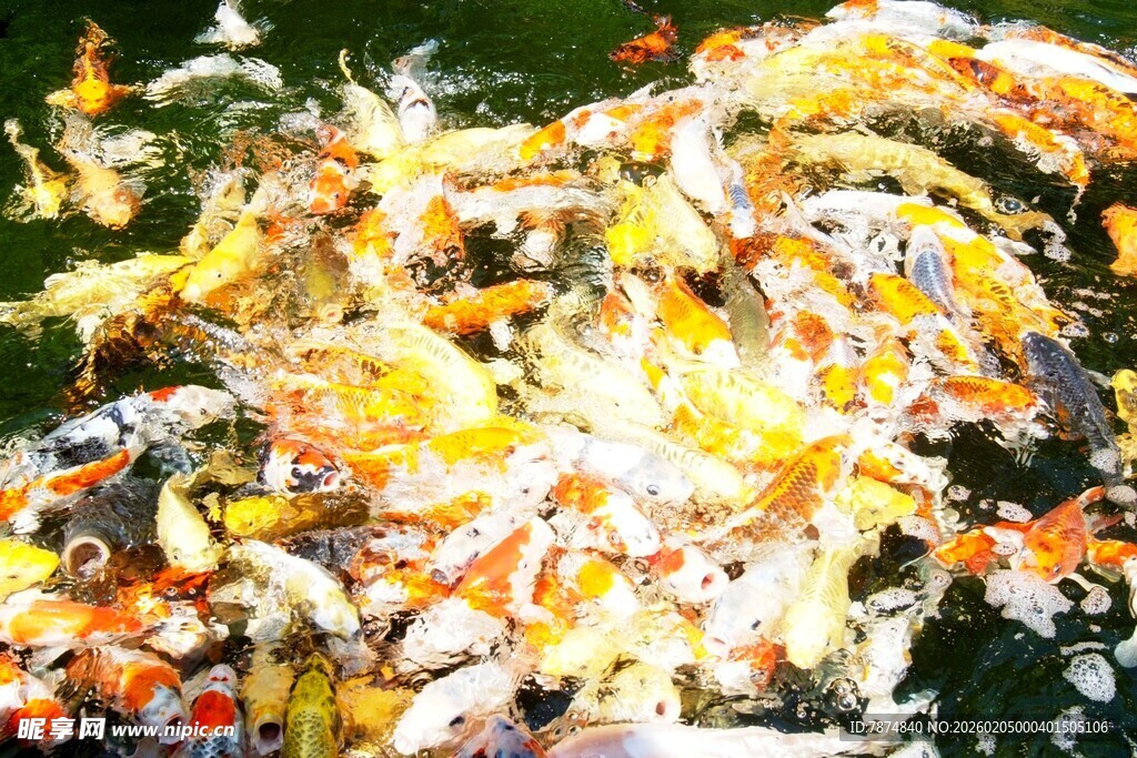 日本池塘中色彩斑斓的锦鲤鱼群