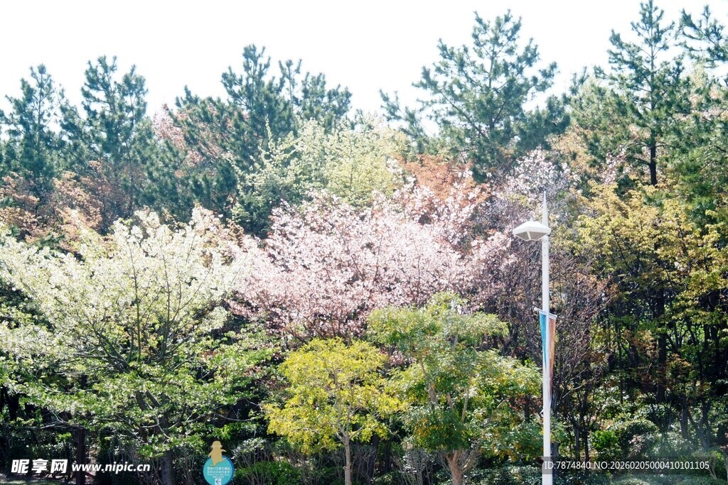 日本春日多彩树林景观