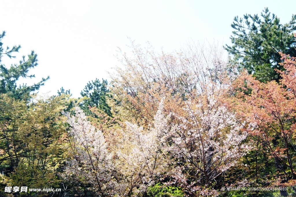 日本秋日多彩树林景观