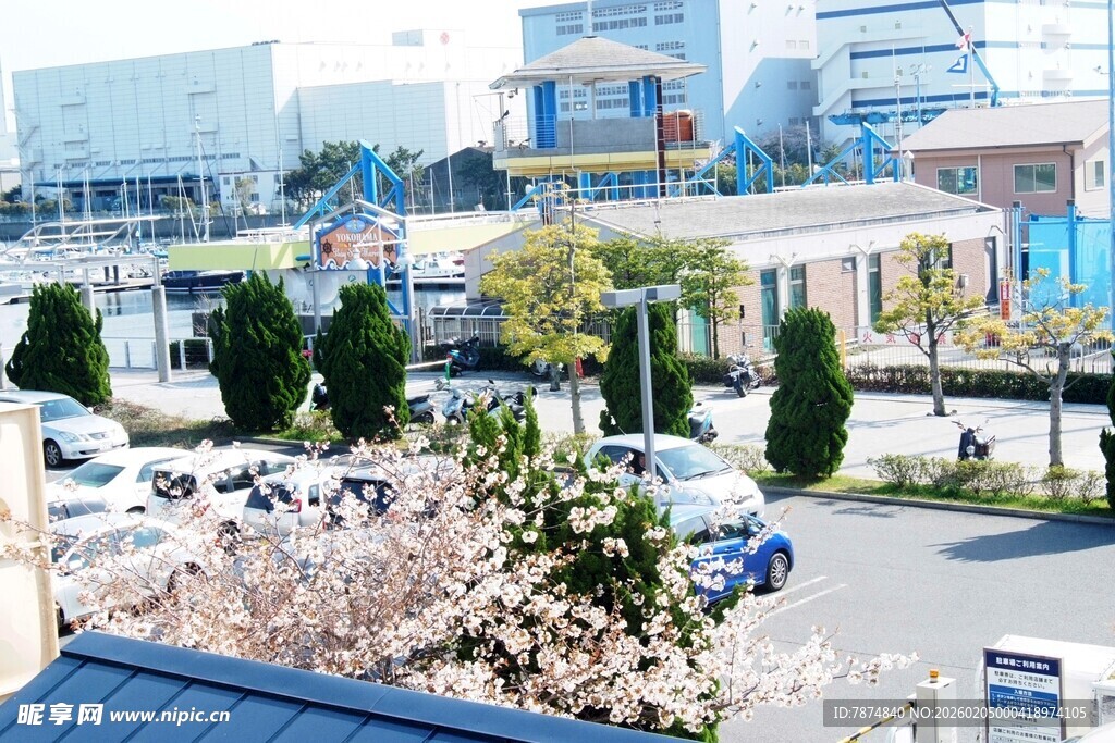 日本城市街道旁的绿植与车辆