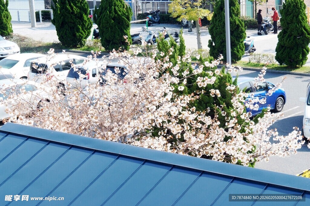 日本屋顶视角下的城市春日景象