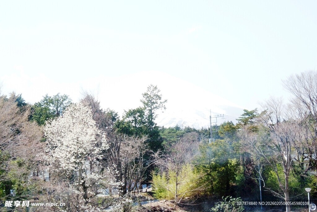 日本春日山林景色