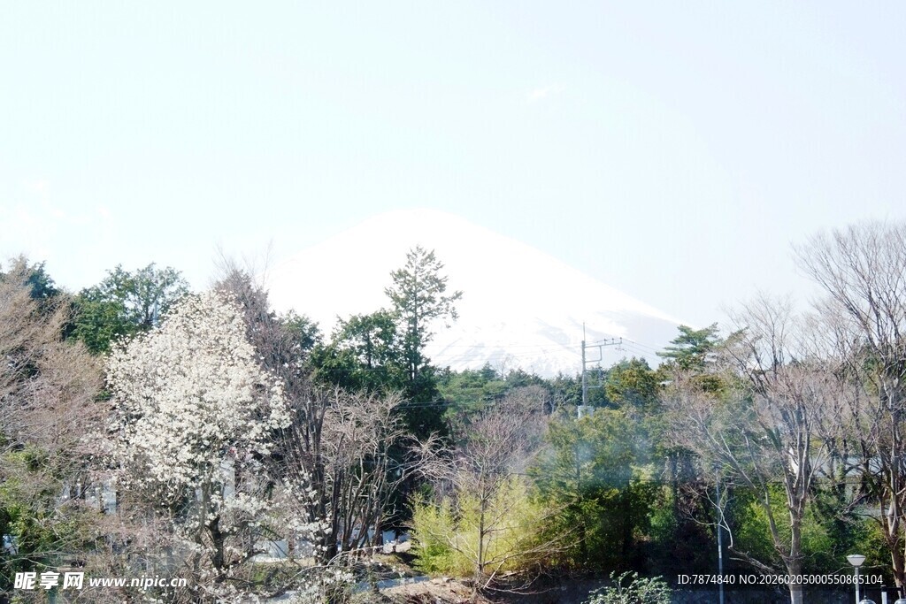 日本春日山林美景