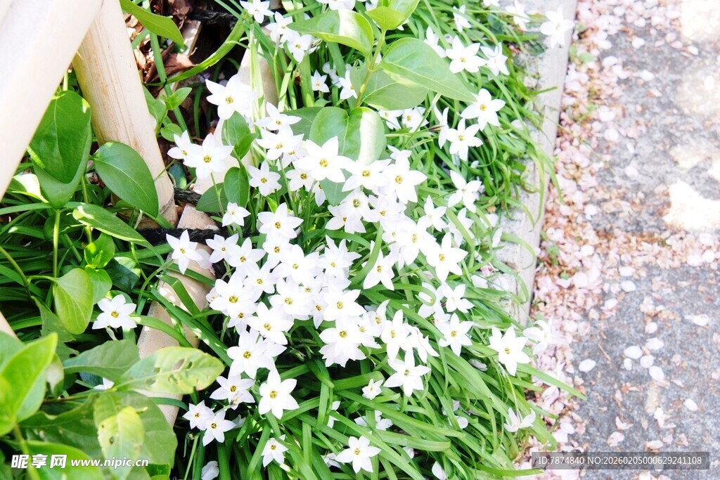 日本白色小花绽放于绿叶间