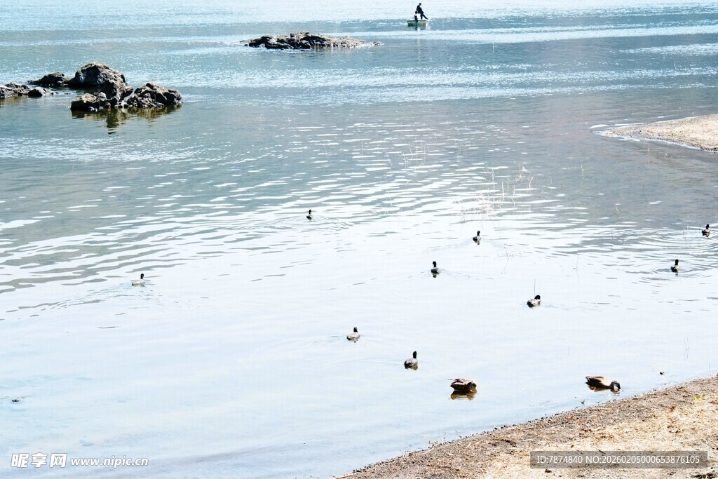 日本海边浅滩上的群鸟景观