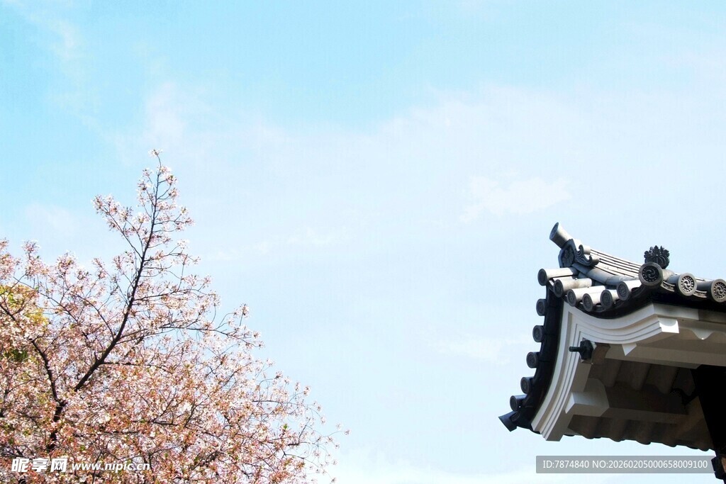 日本古建屋檐与烂漫花枝