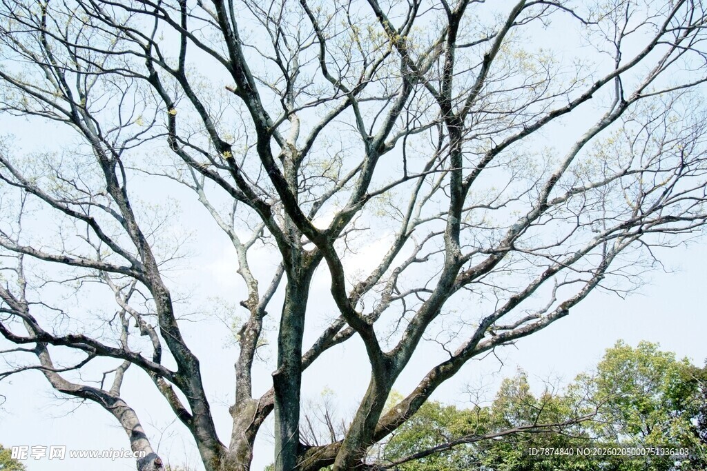 日本冬日枯树景象