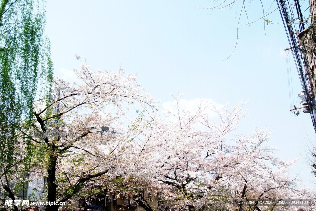 日本春日繁花盛开的烂漫景象