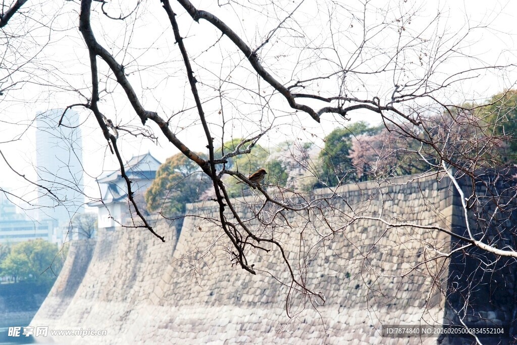 日本冬日城墙旁的光秃树枝
