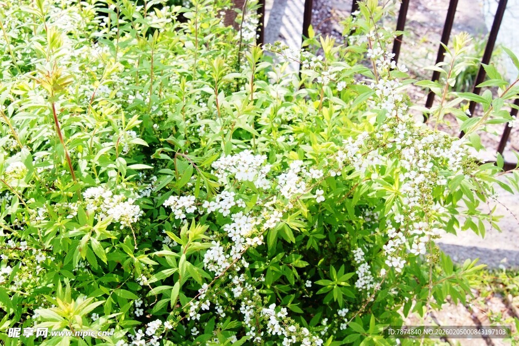日本栅栏旁繁茂的白色小花