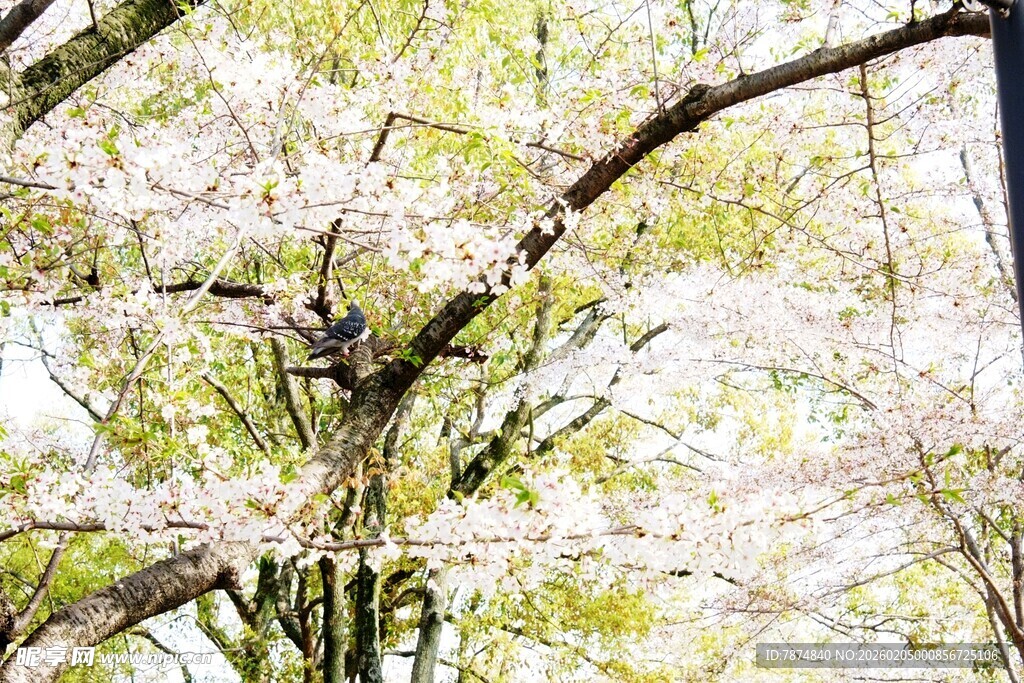 日本春日繁花盛开的繁茂树木