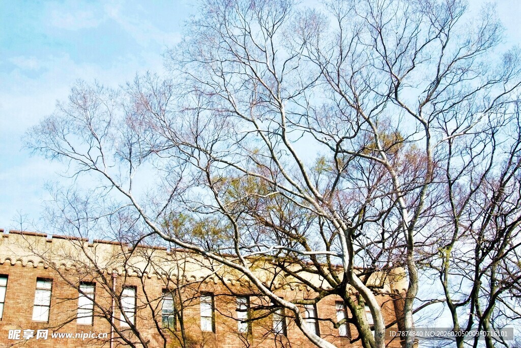 日本冬日光秃树木旁的老旧建筑