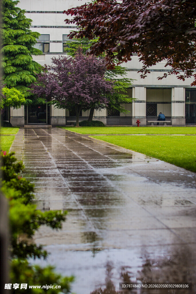 校园雨后校园湿润的静谧小道