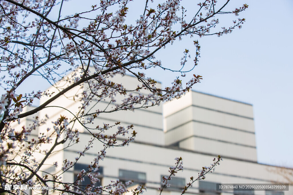 校园春日繁花映建筑