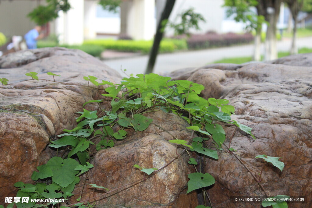 广医石缝中生长的翠绿植物