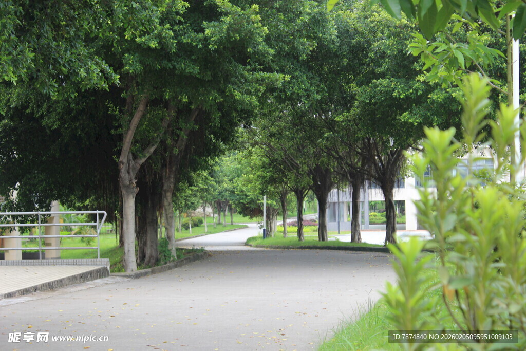 广医林荫小道 绿意盎然