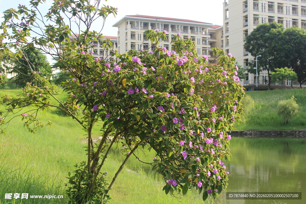 广医湖畔繁花绿树与建筑美景