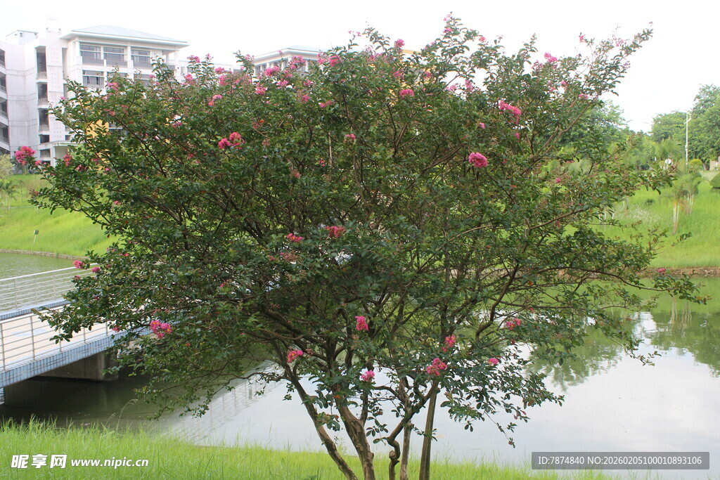 广医湖畔繁花绿树美景