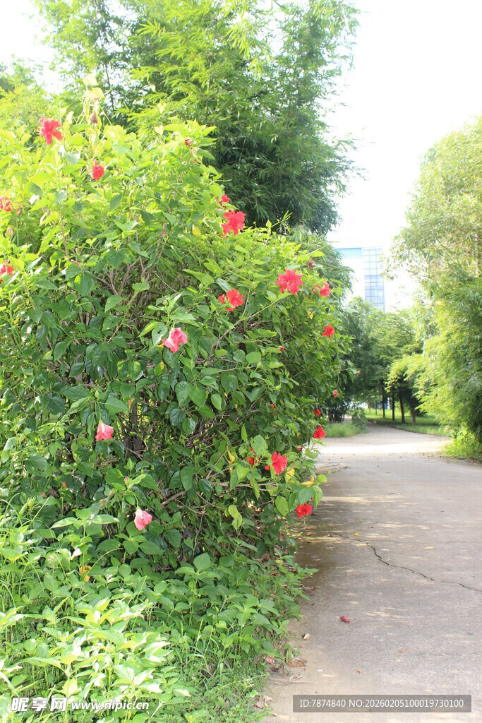 广医繁花簇拥的林间小径