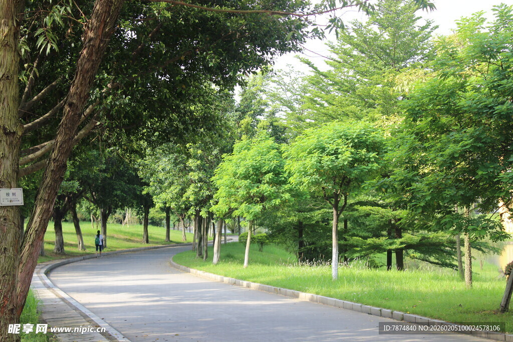 广医林间静谧小路