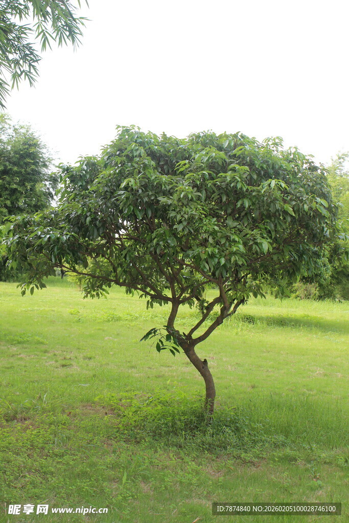 广医草地上的独株绿树