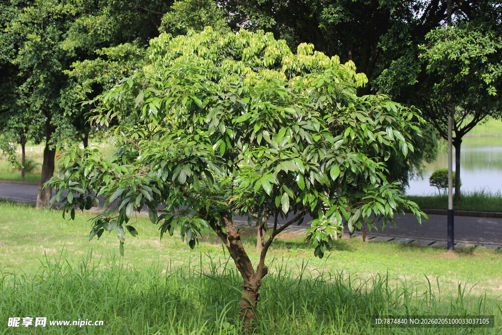 广医草地上的茂盛绿树