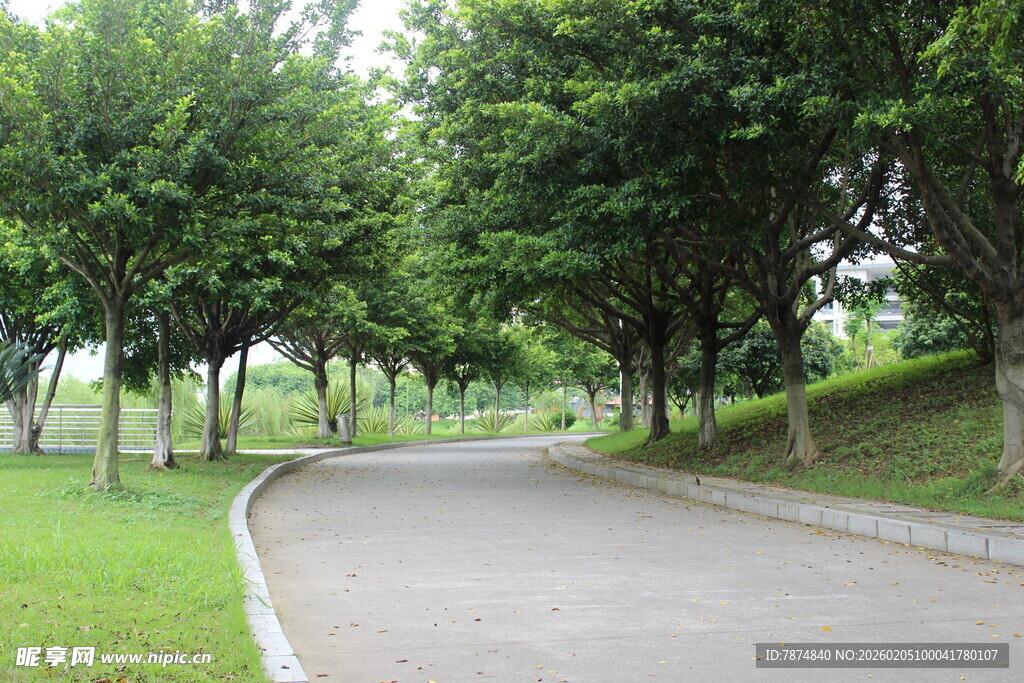 广医林荫小路 绿意盎然的风景