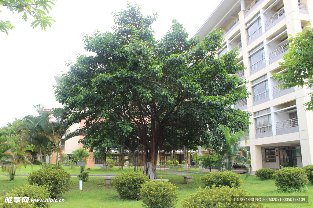 广医校园绿植环绕的建筑景观