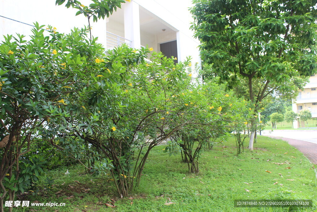 广医绿意盎然的户外植物景观