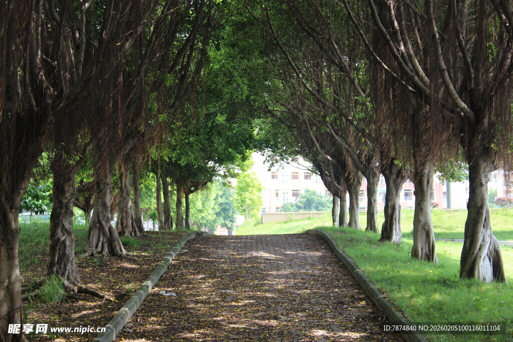 广医林间幽径 绿意盎然