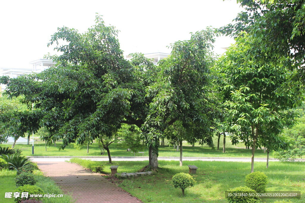 广医绿意盎然的公园小径