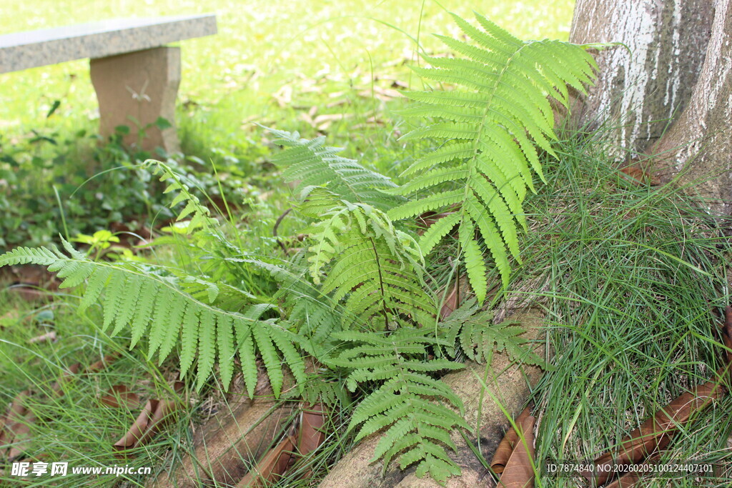 广医翠绿蕨类植物生机盎然