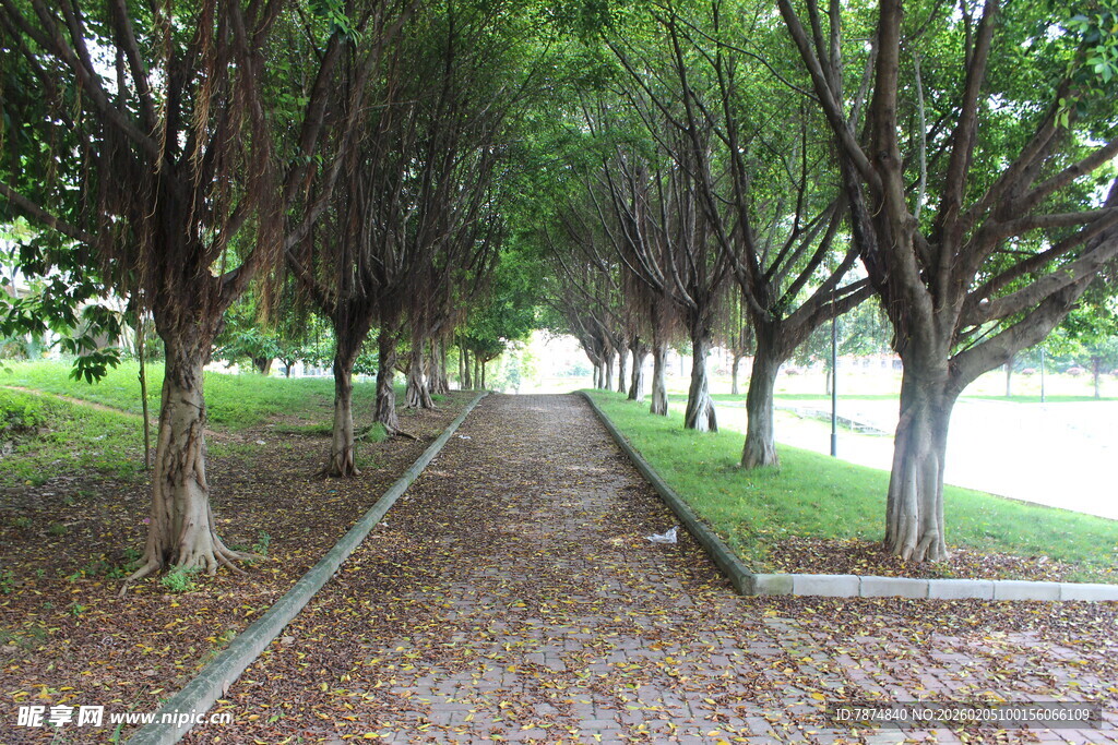 广医林荫步道 静谧自然之景