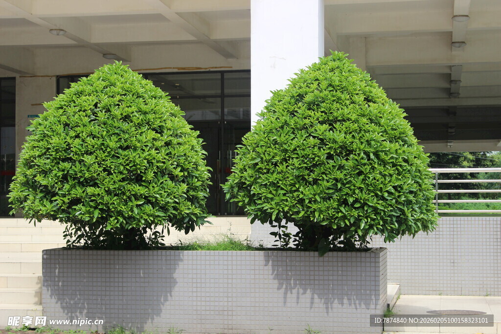 广医两株造型绿植