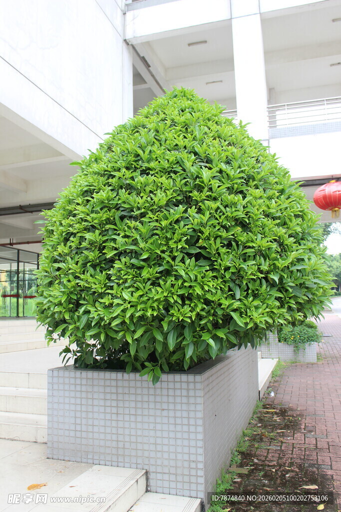 广医方形花箱中的葱郁绿植