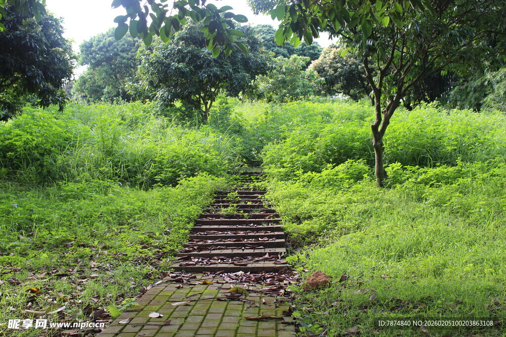 广医林间砖径 绿意盎然的小径