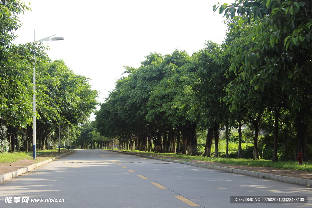 广医林荫大道 静谧清新之路