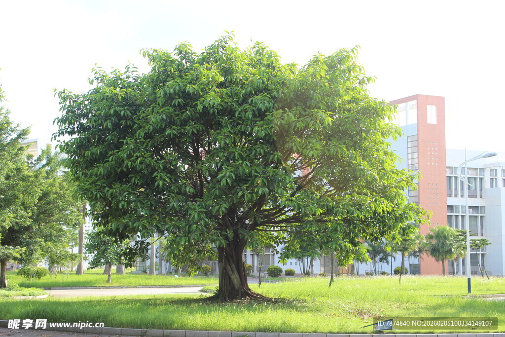 广医校园中葱郁大树与建筑