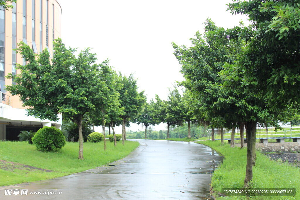 广医雨后清新的林荫小道