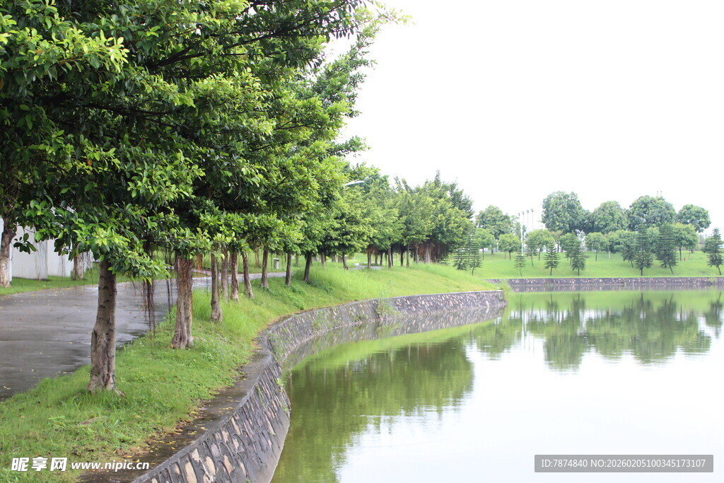 广医河畔绿树成荫的宁静风景