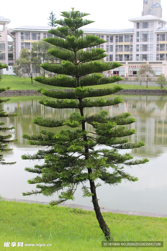广医湖畔孤植的挺拔松树