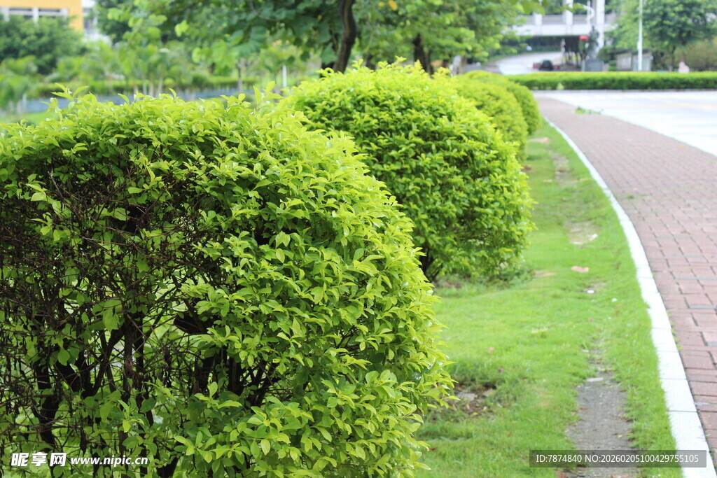 广医路边整齐的绿植景观