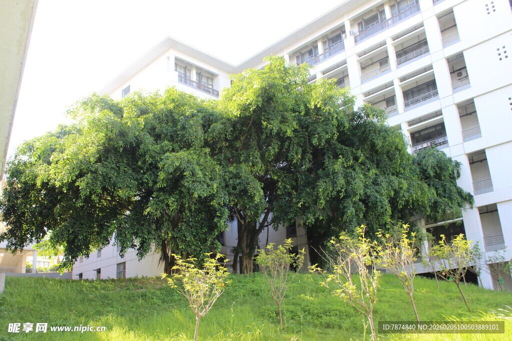 广医校园绿树与现代建筑景观