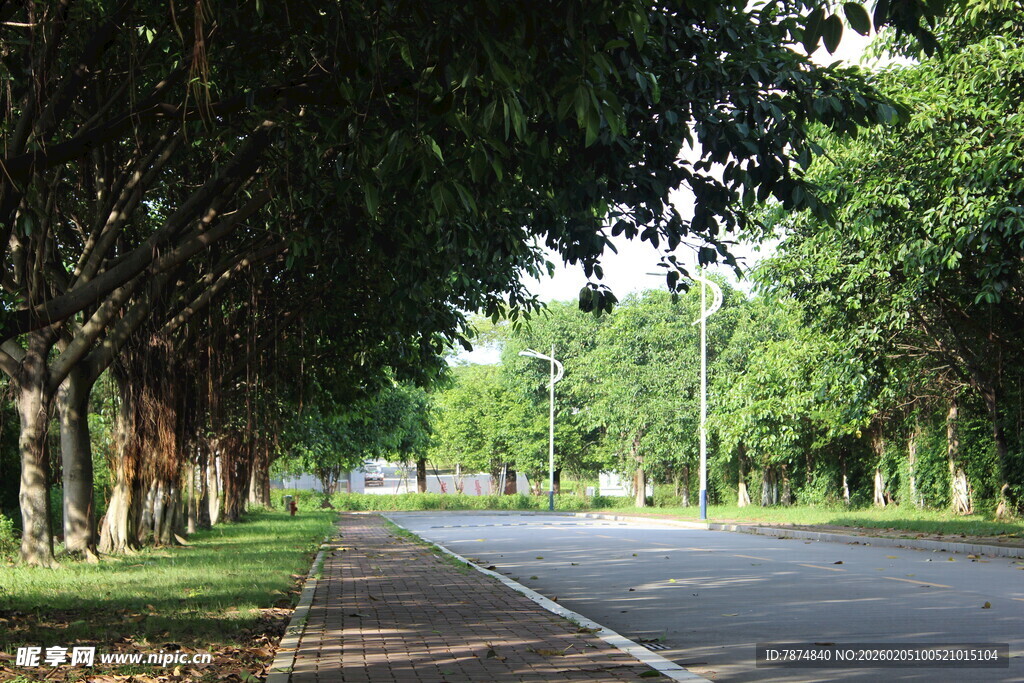 广医林荫大道 静谧自然之路
